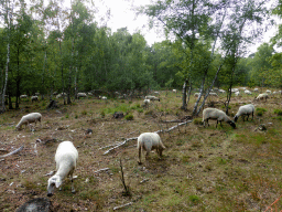 Sheep at the Nationaal Park Loonse en Drunense Duinen