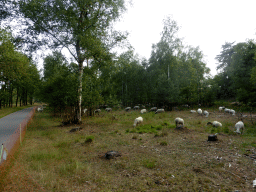 Sheep at the Nationaal Park Loonse en Drunense Duinen