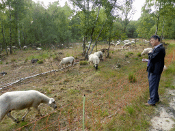 Miaomiao`s father with sheep at the Nationaal Park Loonse en Drunense Duinen