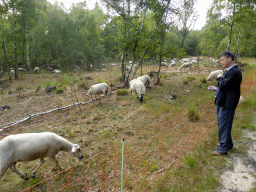 drunen_005 - 479 kb - 1024x768 - Miaomiao`s father with sheep at the Nationaal Park Loonse en Drunense Duinen Miaomiao`s father with sheep at the Nationaal Park Loonse en Drunense Duinen
