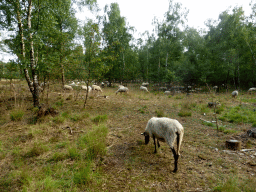 Sheep at the Nationaal Park Loonse en Drunense Duinen