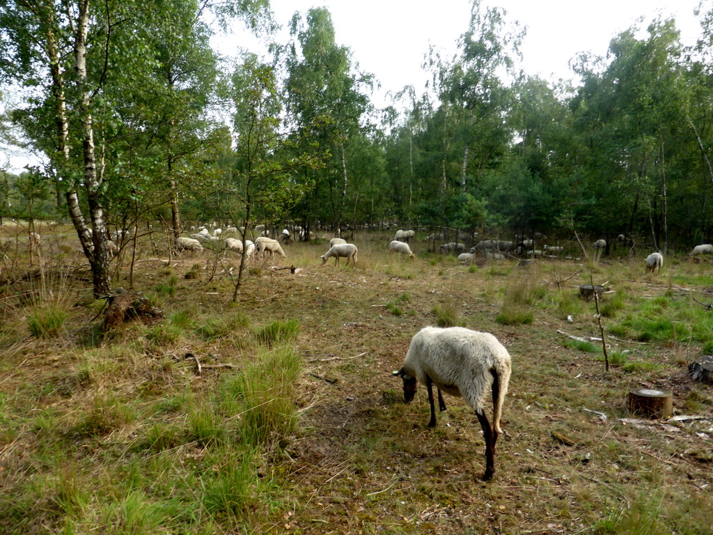 Sheep at the Nationaal Park Loonse en Drunense Duinen