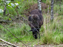 Black sheep at the Nationaal Park Loonse en Drunense Duinen