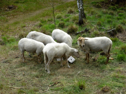 Sheep at the Nationaal Park Loonse en Drunense Duinen