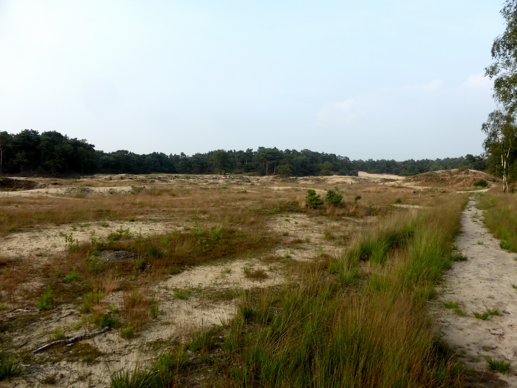 Dunes at the Nationaal Park Loonse en Drunense Duinen