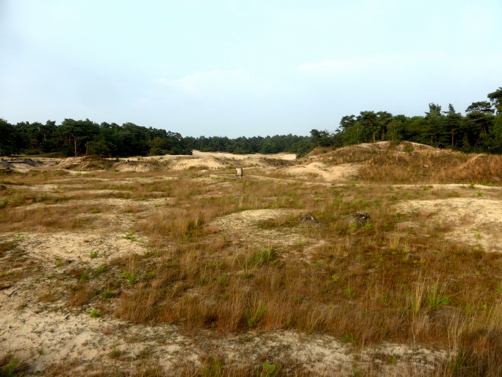 Dunes at the Nationaal Park Loonse en Drunense Duinen