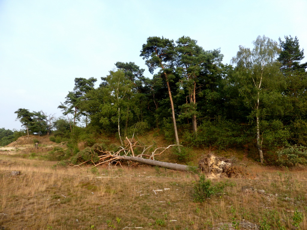 Dunes and trees at the Nationaal Park Loonse en Drunense Duinen