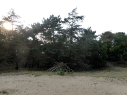 Trees at the Nationaal Park Loonse en Drunense Duinen