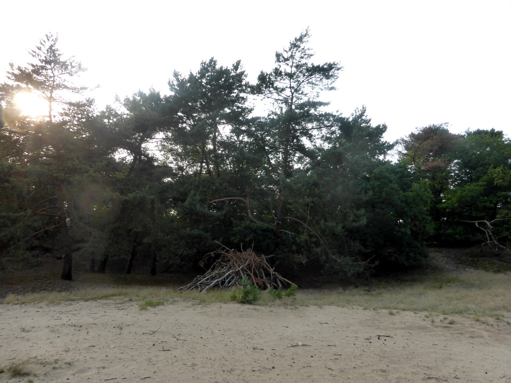 Trees at the Nationaal Park Loonse en Drunense Duinen