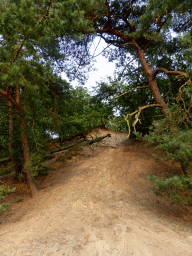 Dune and trees at the Nationaal Park Loonse en Drunense Duinen