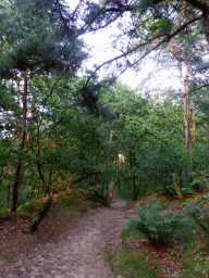 Trees at the Nationaal Park Loonse en Drunense Duinen