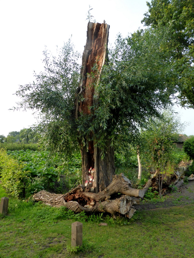 Tree with gnome faces at the Nationaal Park Loonse en Drunense Duinen