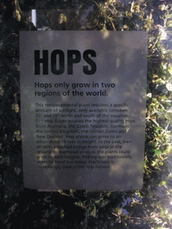 Explanation on hops at the lower floor of the Guinness Storehouse