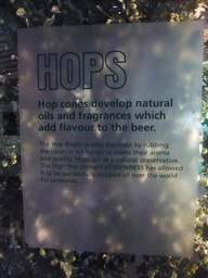 Explanation on hops at the lower floor of the Guinness Storehouse