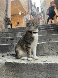 Cat at the Antuninska Ulica street