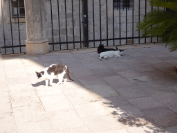 Cats in front of the Serbian Orthodox Church of the Holy Annunciation at the Ulica od Puca street