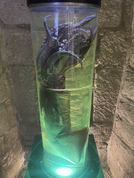 Squid on formaldehyde at the Dubrovnik Aquarium