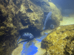 Fishes and Purple Sea Urchins at the Dubrovnik Aquarium