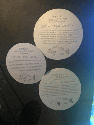 Explanation on the Dusky Grouper, the Gilt-Head Sea Bream and the Golden Grouper at the Dubrovnik Aquarium