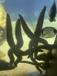 Starfishes and fishes at the Dubrovnik Aquarium