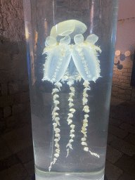 Jellyfishes in formaldehyde at the Dubrovnik Aquarium