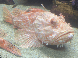 Red Scorpionfish at the Dubrovnik Aquarium
