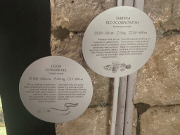 Explanation on the Red Scorpionfish and the Conger Eel at the Dubrovnik Aquarium