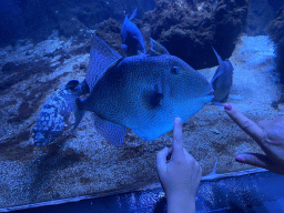 Fishes at the Dubrovnik Aquarium