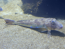 Tub Gurnard at the Dubrovnik Aquarium