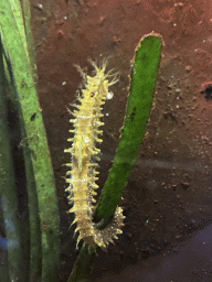 Seahorse at the Dubrovnik Aquarium