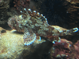 Small Red Scorpionfish at the Dubrovnik Aquarium