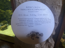 Explanation on the Small Red Scorpionfish at the Dubrovnik Aquarium