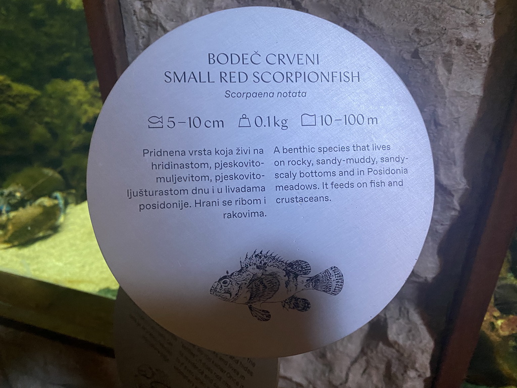 Explanation on the Small Red Scorpionfish at the Dubrovnik Aquarium