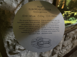 Explanation on the European Lobster at the Dubrovnik Aquarium