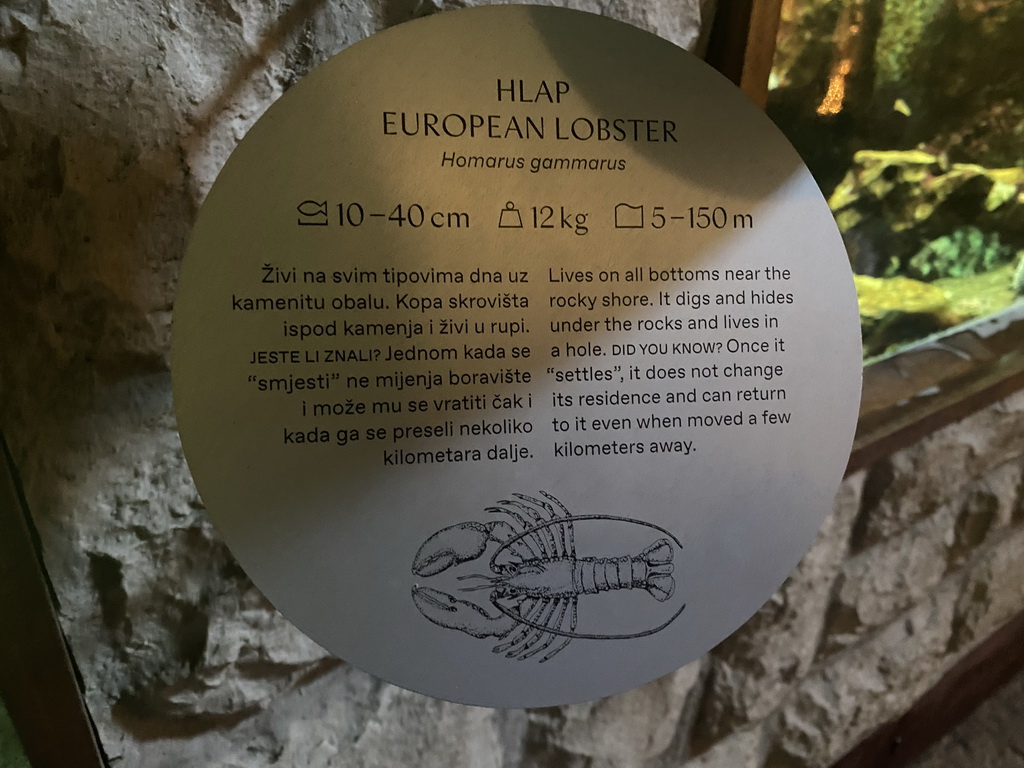 Explanation on the European Lobster at the Dubrovnik Aquarium