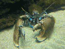 European Lobster at the Dubrovnik Aquarium