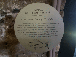 Explanation on the Gilt-Head Sea Bream at the Dubrovnik Aquarium