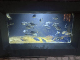 Gilt-Head Sea Breams at the Dubrovnik Aquarium