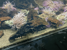 Slipper Lobsters at the Dubrovnik Aquarium