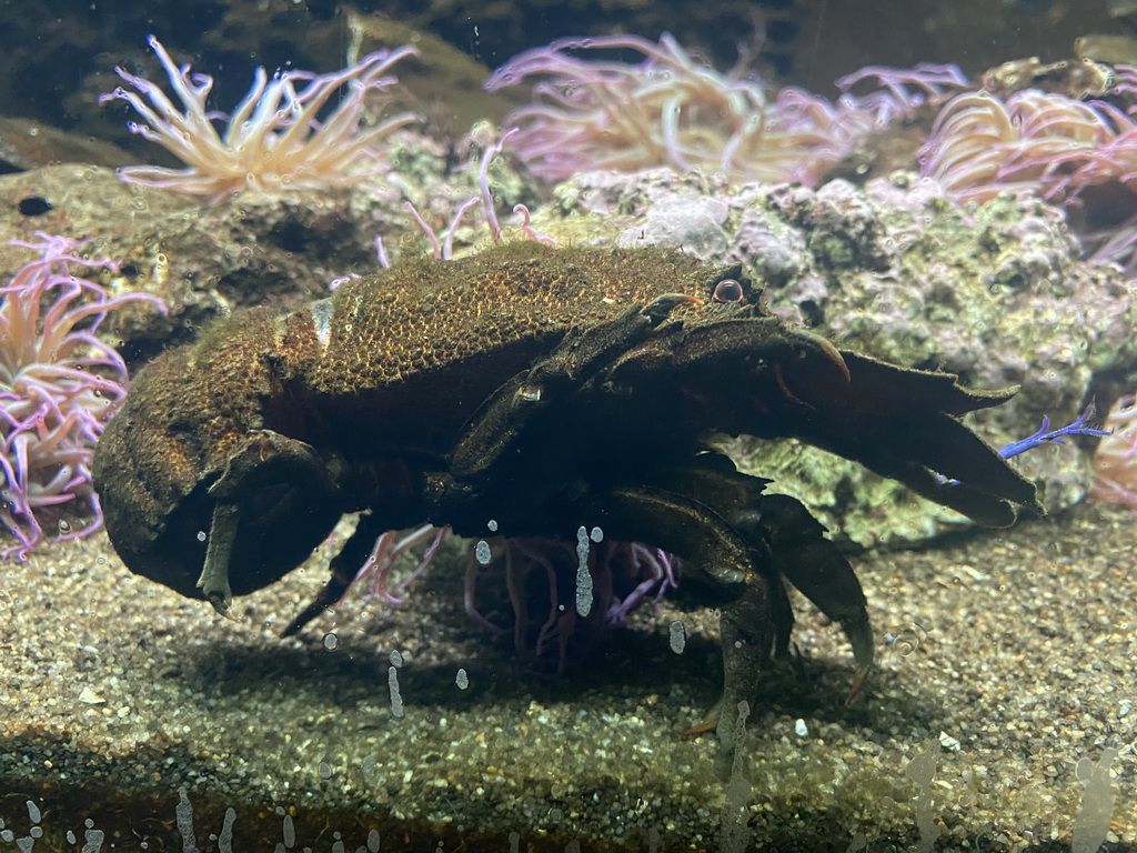 Slipper Lobster at the Dubrovnik Aquarium