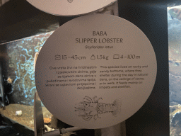 Explanation on the Slipper Lobster at the Dubrovnik Aquarium