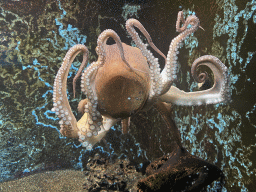 Octopus at the Dubrovnik Aquarium