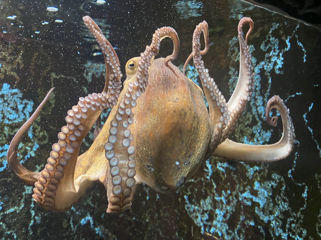 Octopus at the Dubrovnik Aquarium