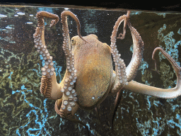 Octopus at the Dubrovnik Aquarium