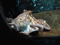 Octopus at the Dubrovnik Aquarium