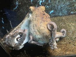 Octopus at the Dubrovnik Aquarium