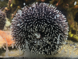 Purple Sea Urchin at the Dubrovnik Aquarium