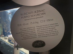Explanation on the Purple Sea Urchin at the Dubrovnik Aquarium