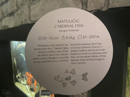 Explanation on the Cardinal Fish at the Dubrovnik Aquarium