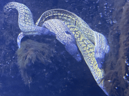 Moray Eels at the Dubrovnik Aquarium